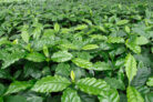 kaffeepflanze-braune-flecken