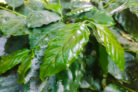 kaffeepflanze-giessen