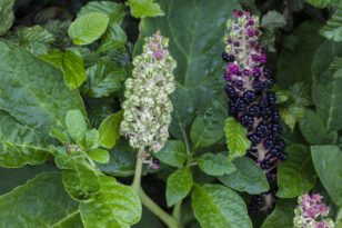 kermesbeere-standort