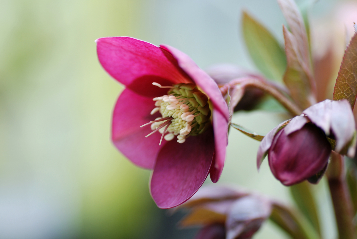 Blütezeit der Lenzrose Wann beginnt und endet sie?