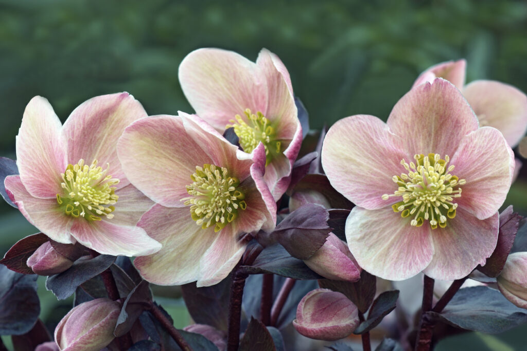 Unterschied von Lenzrose und Christrose Was sind die Merkmale?