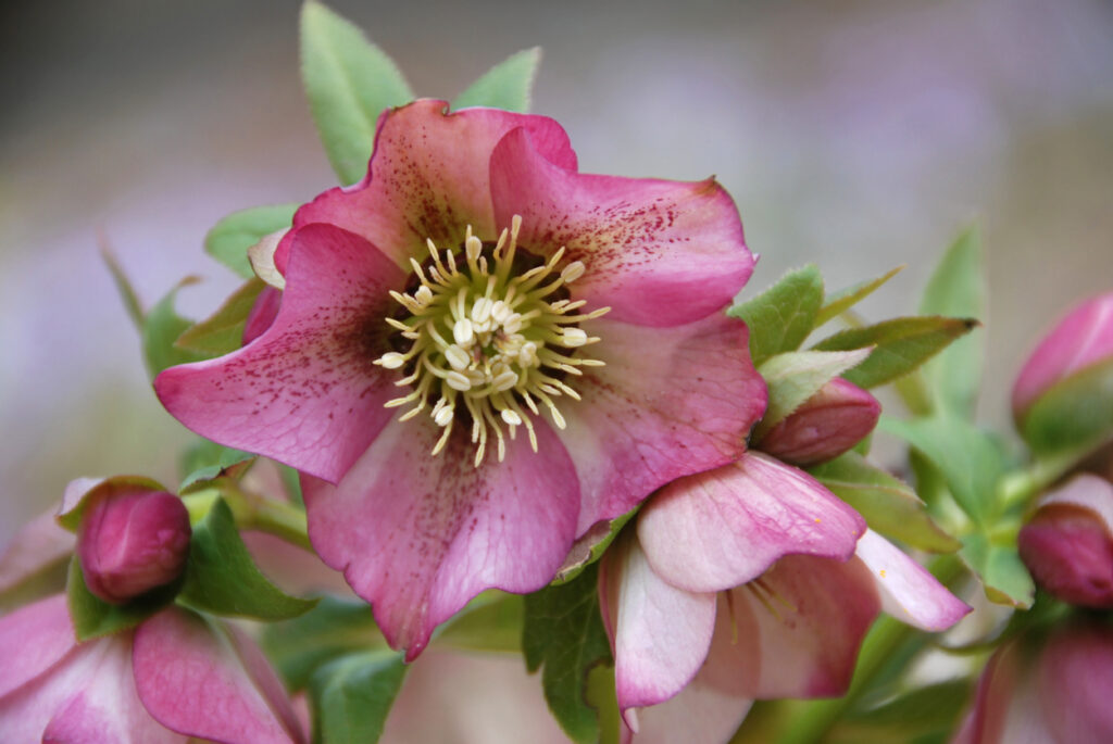 Lenzrose pflanzen Die besten Tipps zur Kultivierung