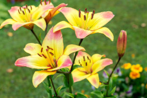 Blütezeit der Lilien Wann beginnt sie?