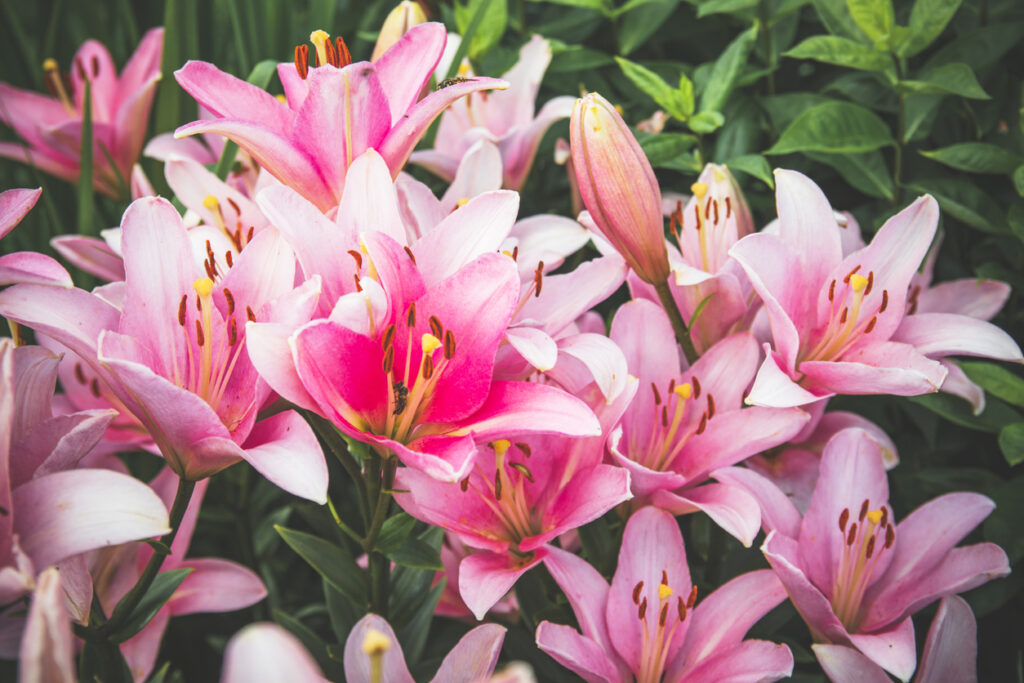 Lilien sind mehrjährig So pflegen Sie die Pflanze im Herbst
