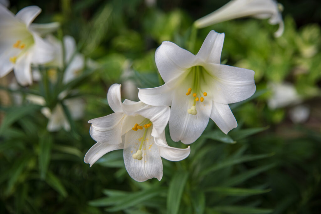 Die Blüte der Lilie Wann sie sich?