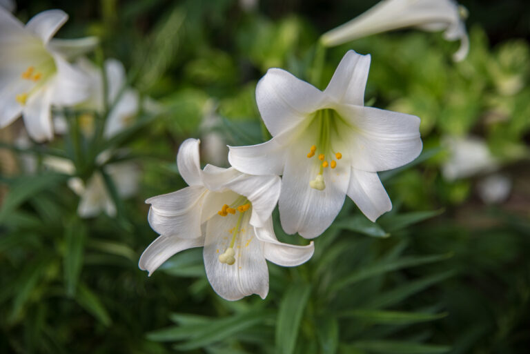Lilien vermehren Diese Möglichkeiten haben Sie