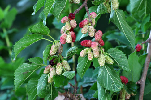 maulbeerbaum-vermehren