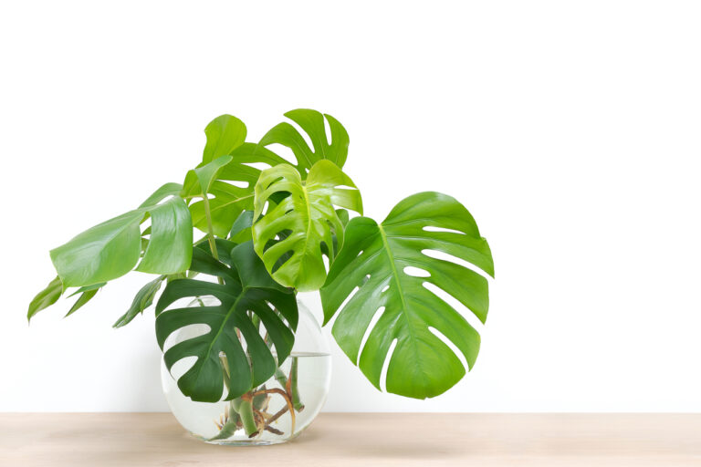 Monstera gießen Wie groß ist der Wasserbedarf der Pflanze?