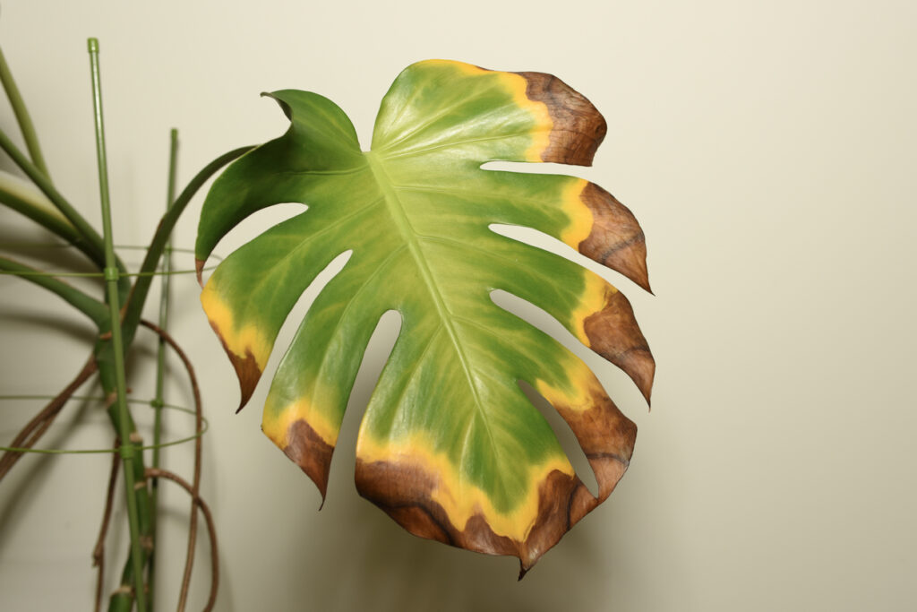 Gelbe Blätter an der Hanfpalme Was kann dahinter stecken?