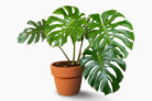 monstera-philodendron