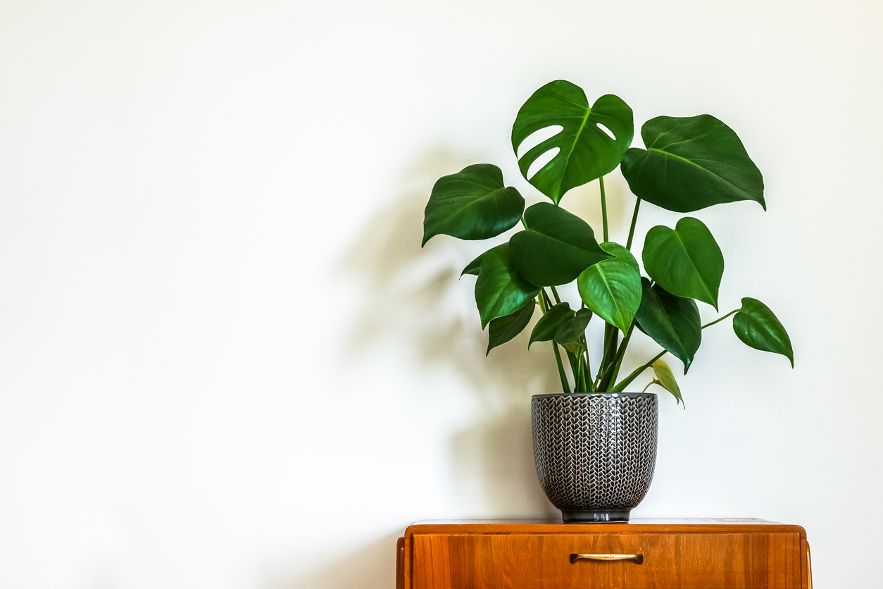 Monstera und Aquarium Passt das zusammen?