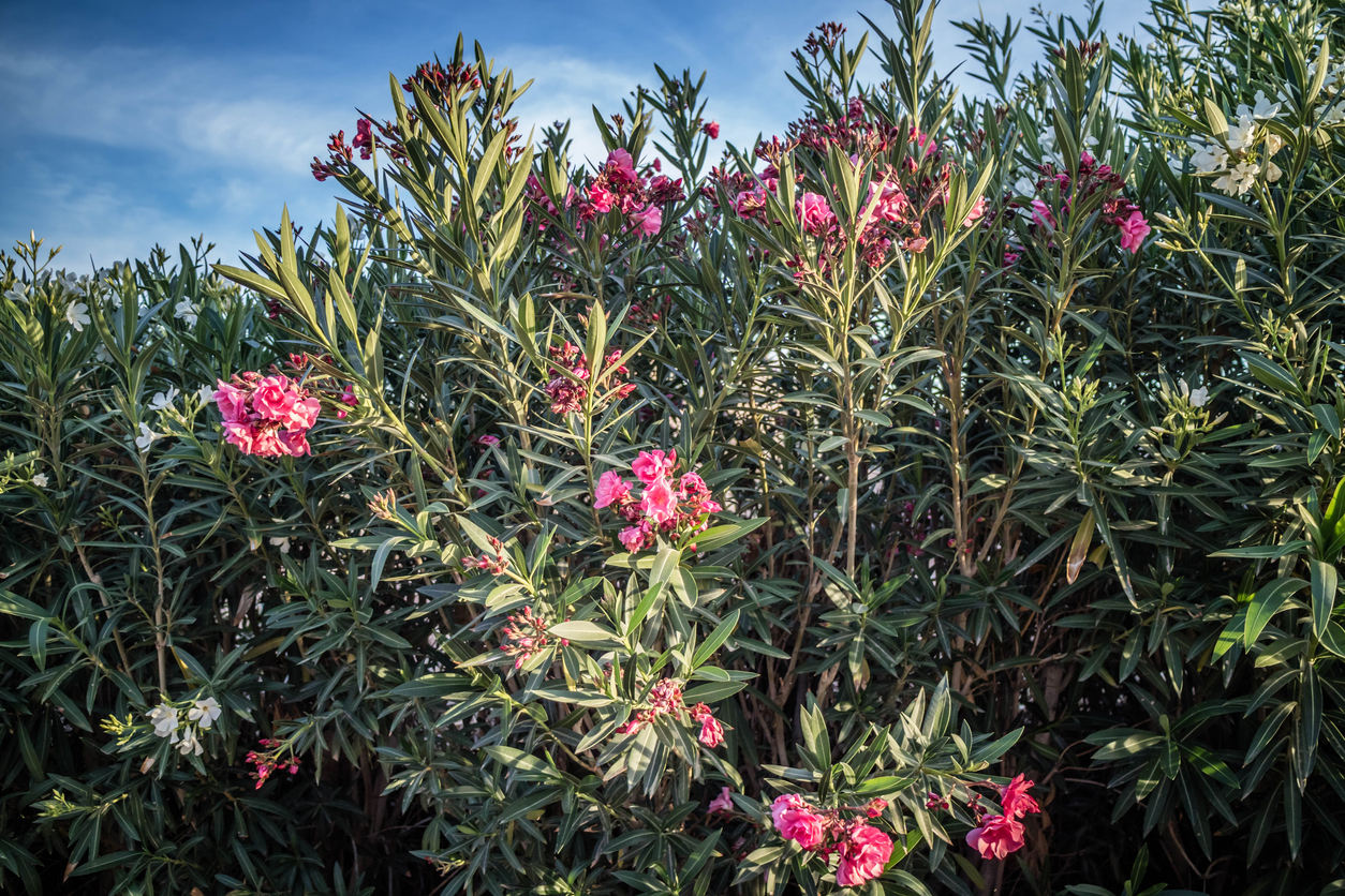 Oleander bekommt trockene Blätter - So reagieren Sie richtig