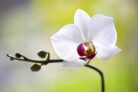 orchidee-blueht-nicht