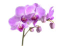 orchidee-knospe
