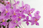 orchidee-mit-kleinen-blueten