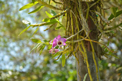 orchideen-aufbinden