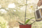 orchideen-bewaesserung