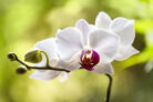 orchideen-im-winter