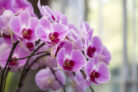 orchideen-laeuse
