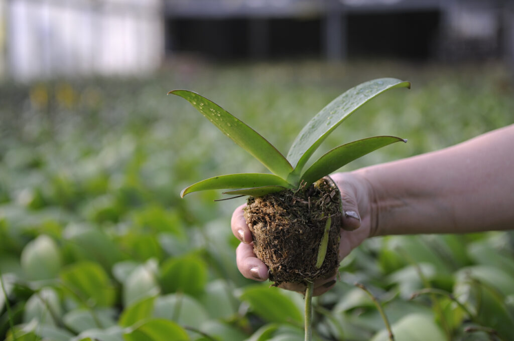 Orchideen Nährboden Tipps für die erfolgreiche Aussaat