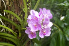orchideen-ohne-erde