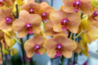 orchideen-schaedlinge