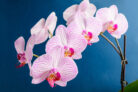 orchideen-schildlaeuse