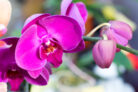 orchideen-triebe