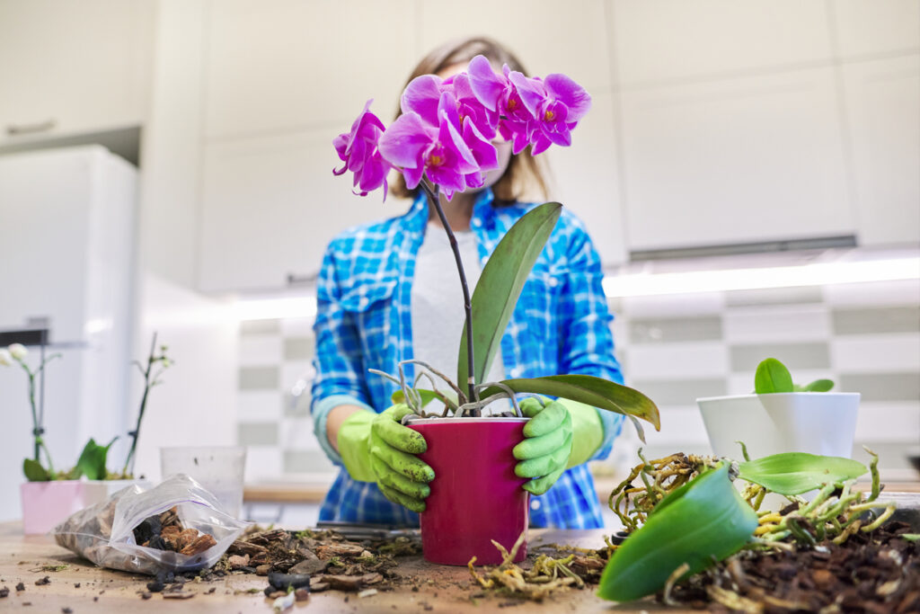 Orchideen gießen So machen Sie es richtig