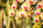 orchideen-vermehren