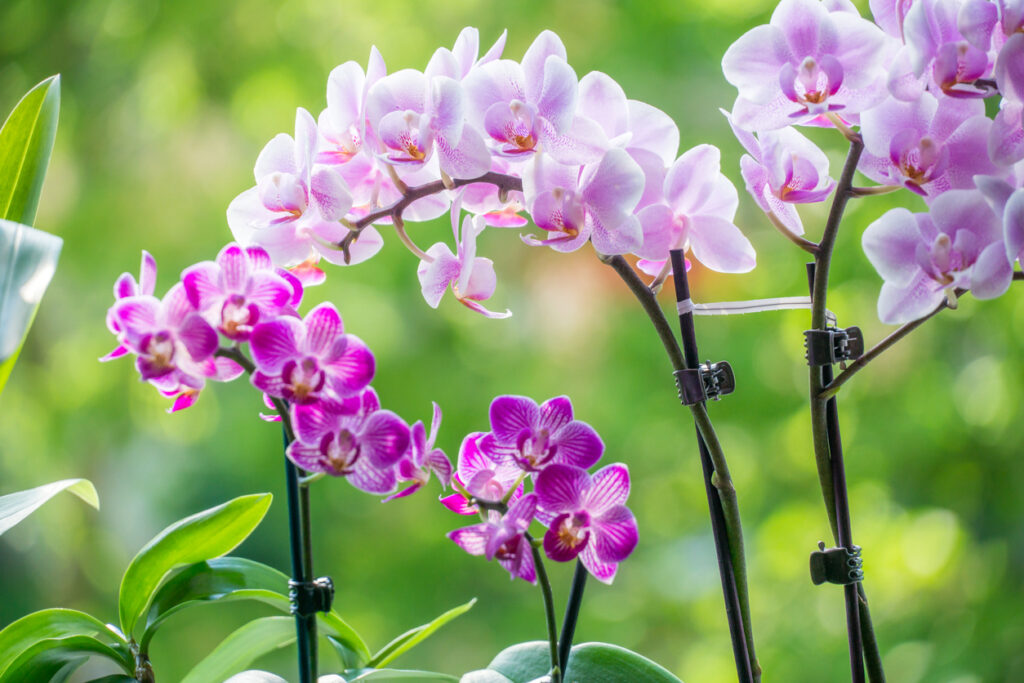 Orchidee verblüht Tipps zur weiteren Pflege