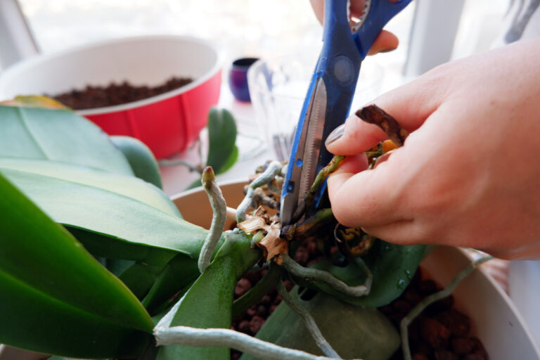 Orchidee retten So peppen Sie kranke und schwache Pflanzen auf