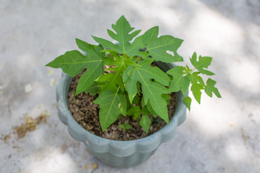 Papaya pflanzen Die besten Tipps zur Aufzucht