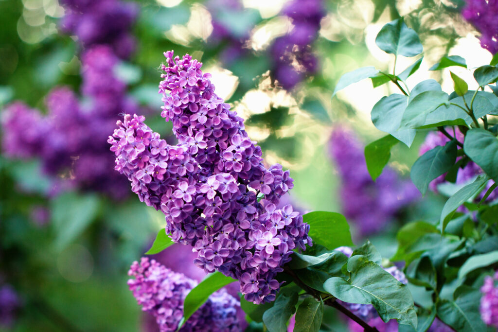 Sommerflieder im Kübel Tipps zur Kultivierung