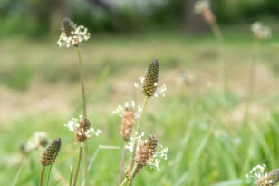 spitzwegerich-bluetezeit