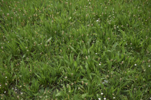 spitzwegerich-ernten