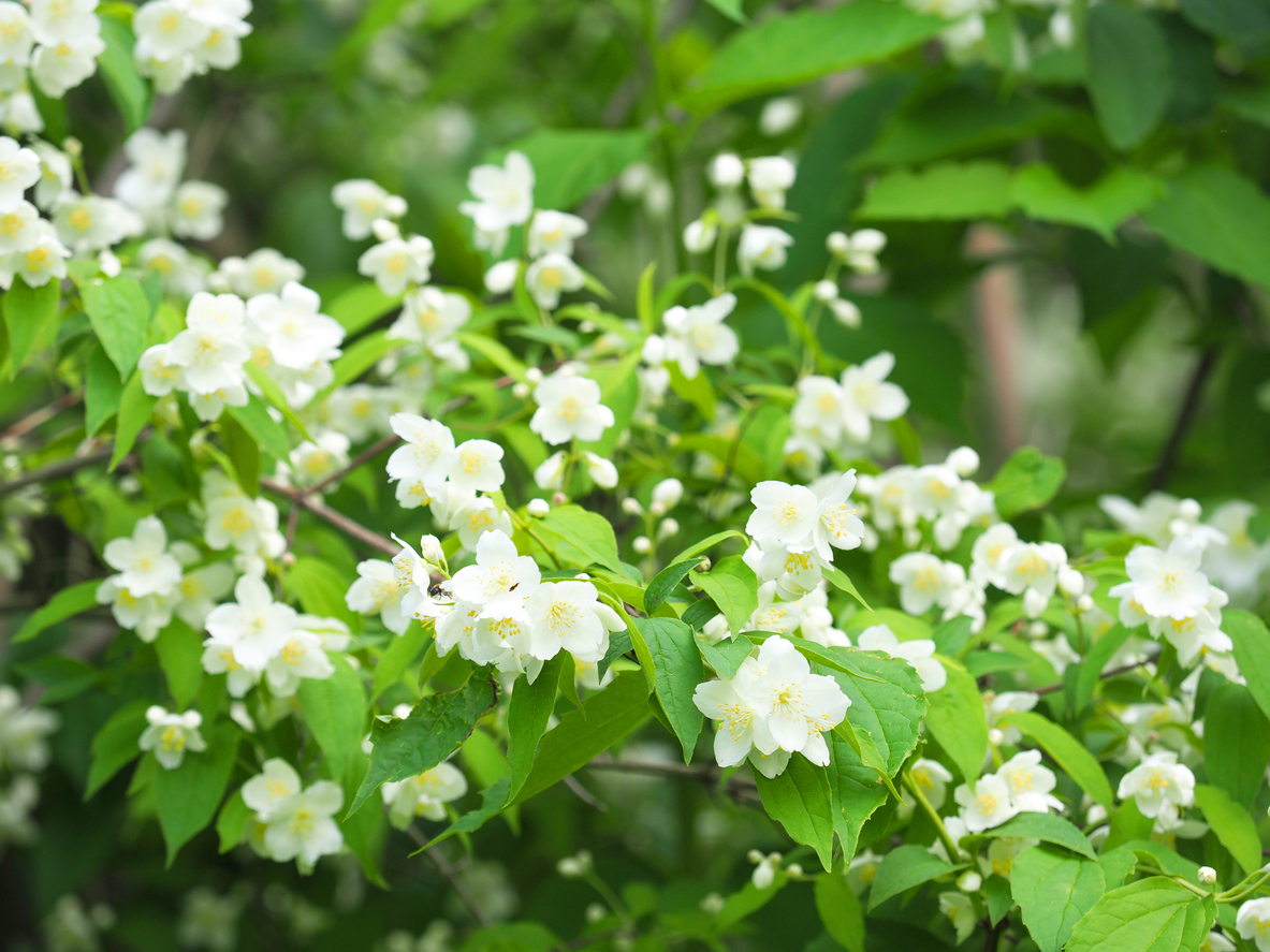 Standort für den Jasmin - Wo gefällt es der Pflanze?