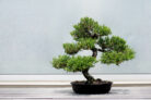 wacholder-bonsai