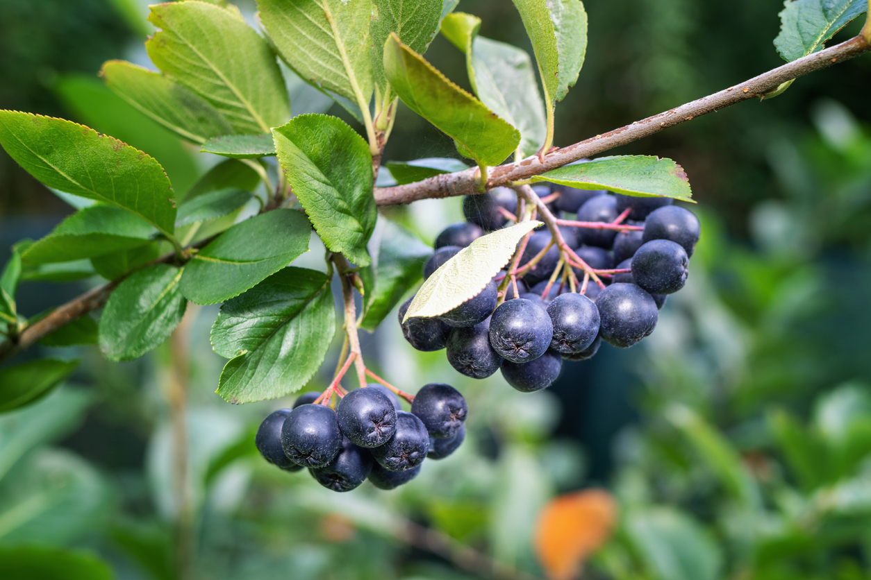 Aronia Pflanze Standort