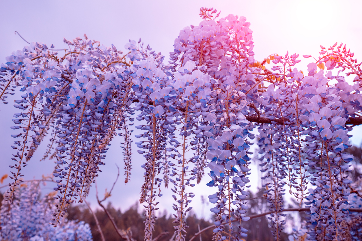 51+ Blauregen Im Winter, Dieser artikel bietet umfassende