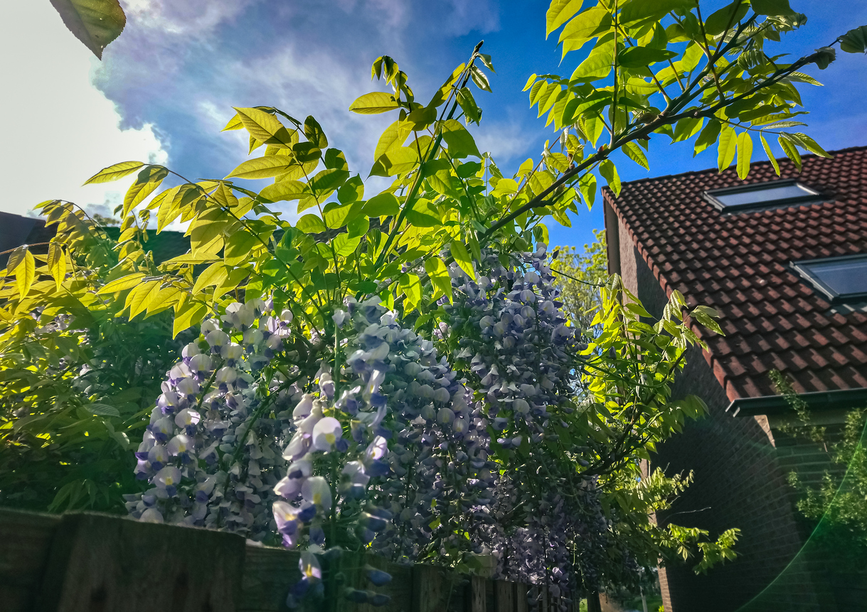 Blauregen bekommt gelbe Blätter - Woran kann das liegen?