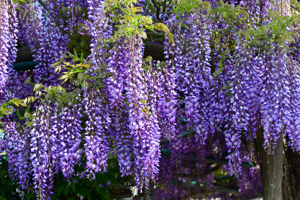 Rankhilfe für den Blauregen So stützen Sie die Pflanze