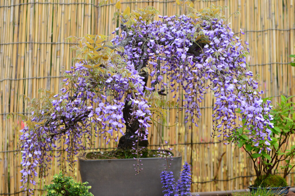Blauregen als Bonsai selber ziehen So gelingt es Ihnen