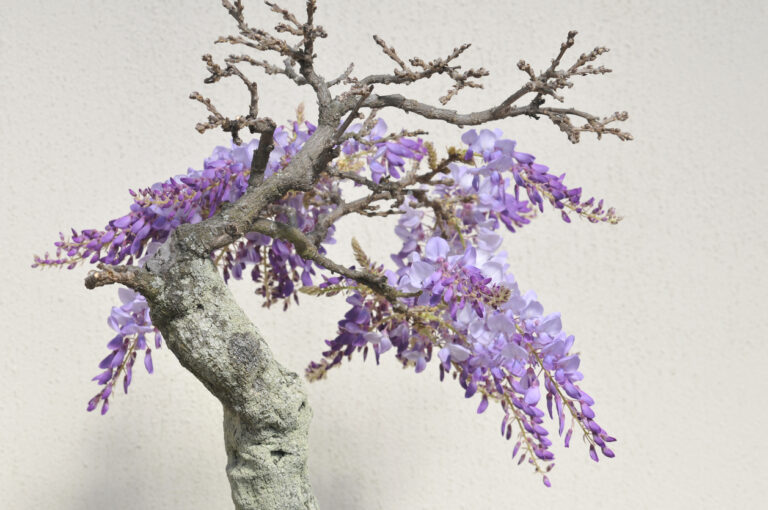 Blauregen falsch geschnitten So reagieren Sie richtig