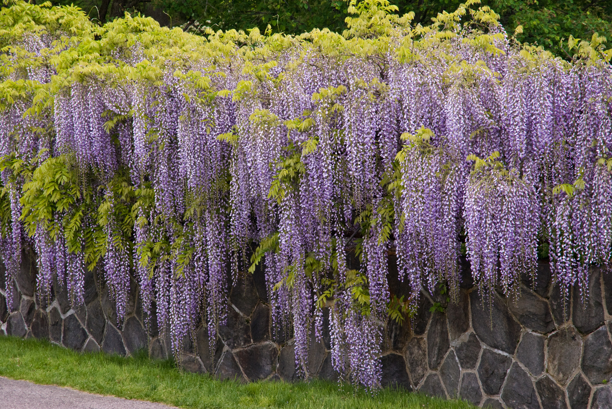 Blauregen falsch geschnitten So reagieren Sie richtig
