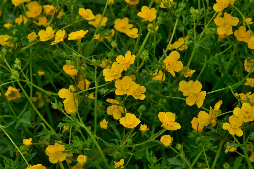 Die Butterblume im Steckbrief - Lernen Sie die Pflanze kennen Die Butterblume im Steckbrief - Lernen Sie die Pflanze kennen