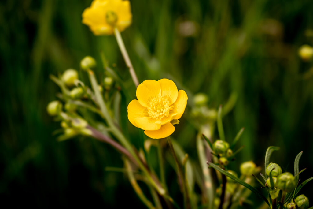 Die Butterblume im Steckbrief - Lernen Sie die Pflanze kennen