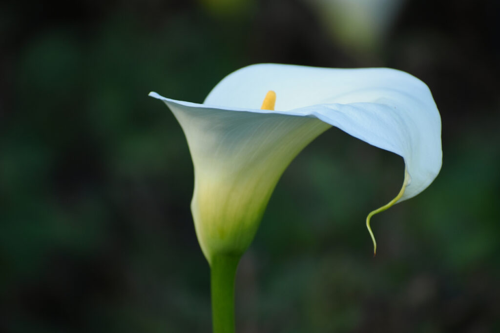 Die Blüte der Calla - Das macht sie so besonders
