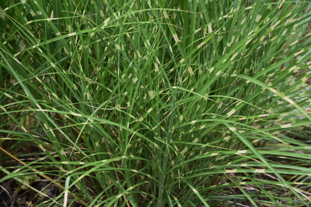 Chinaschilf Eulalia als Hecke pflanzen Das sollten Sie beachten