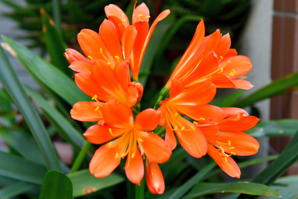 Clivia vermehren Verschiedene Möglichkeiten